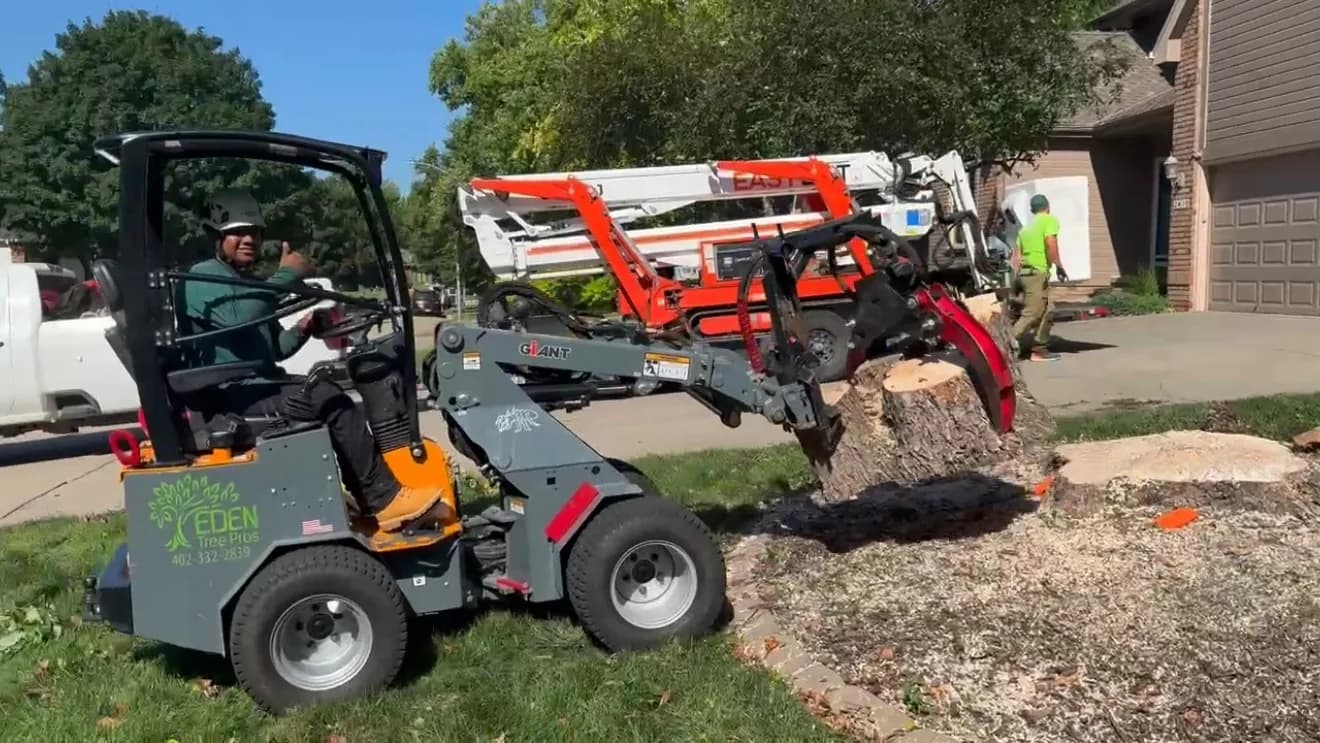 Tree care professional working in an Omaha yard