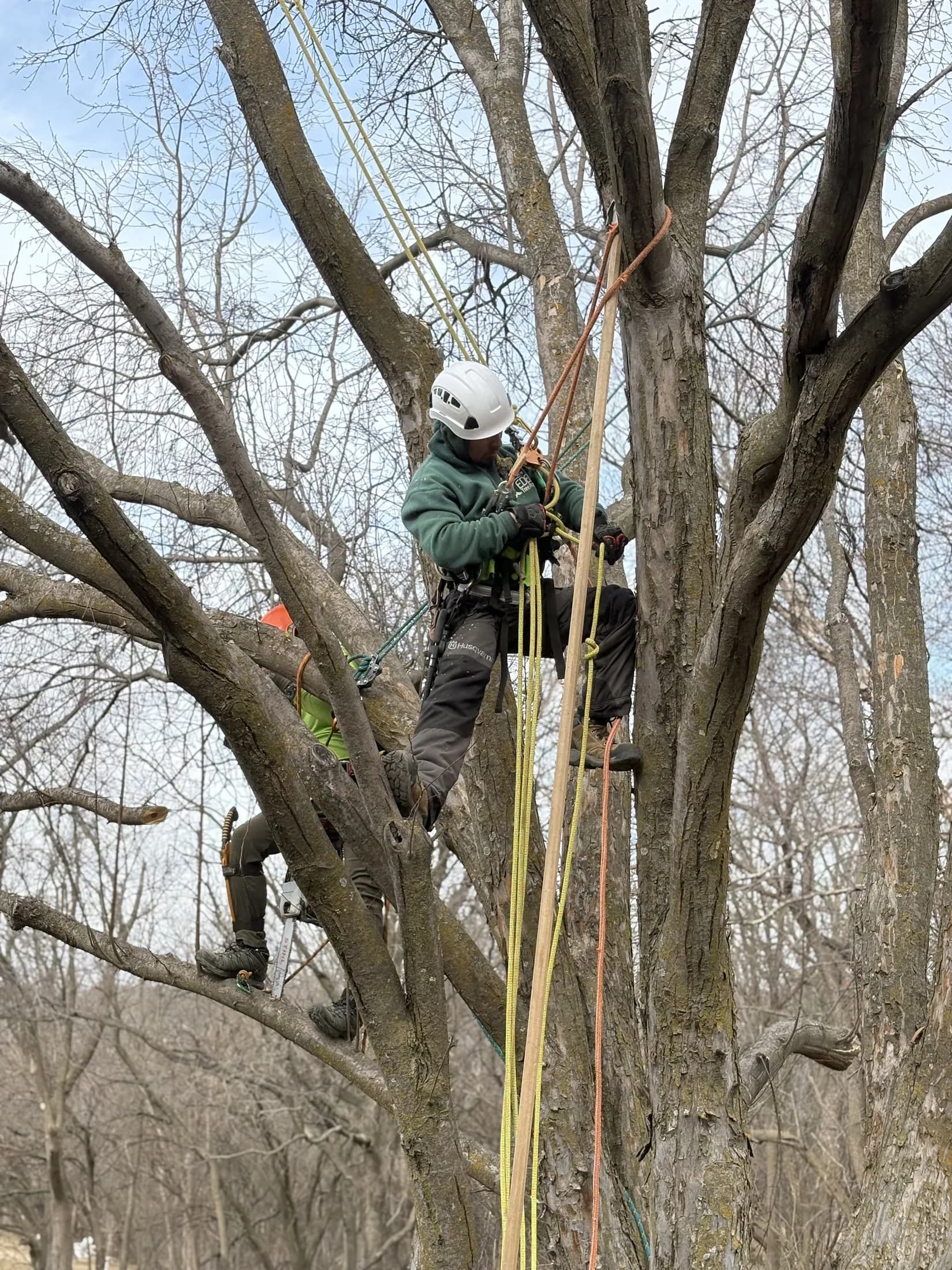 Tree Trimming in Omaha by Eden Tree Pros